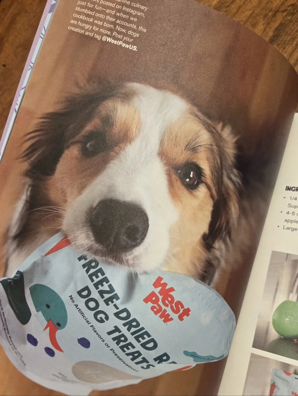 West Paw Treat Toy Recipes For Every Season
